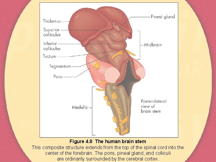 Figure 4. 8 The human brain stem This composite structure extends from the top