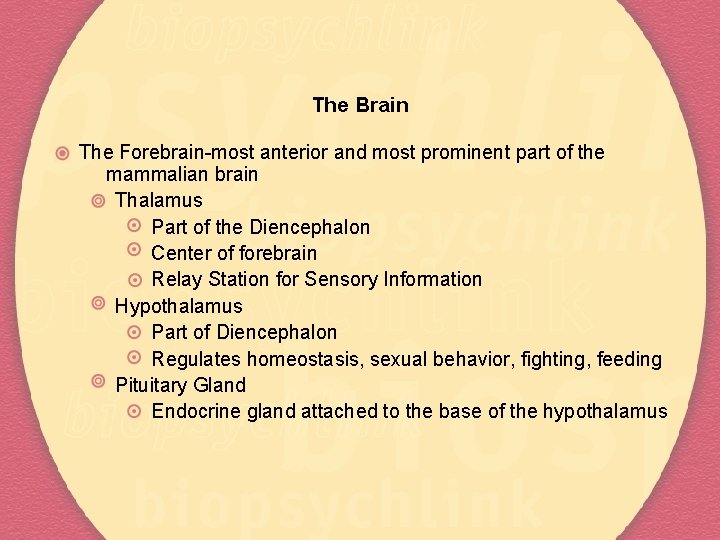 The Brain The Forebrain-most anterior and most prominent part of the mammalian brain Thalamus