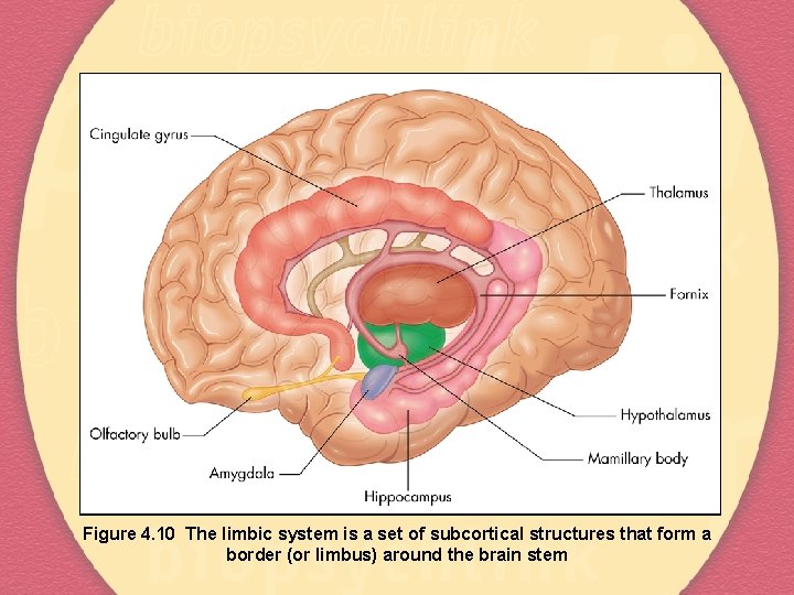 Figure 4. 10 The limbic system is a set of subcortical structures that form