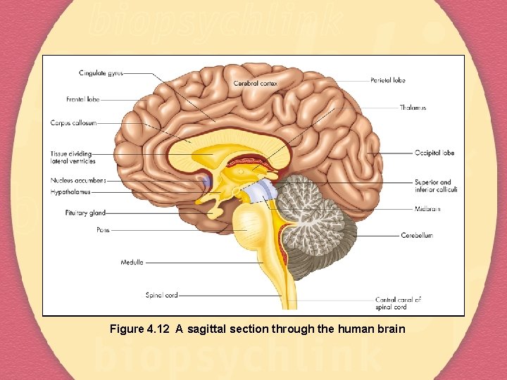 Figure 4. 12 A sagittal section through the human brain 