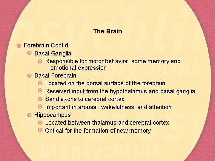 The Brain Forebrain Cont’d Basal Ganglia Responsible for motor behavior, some memory and emotional