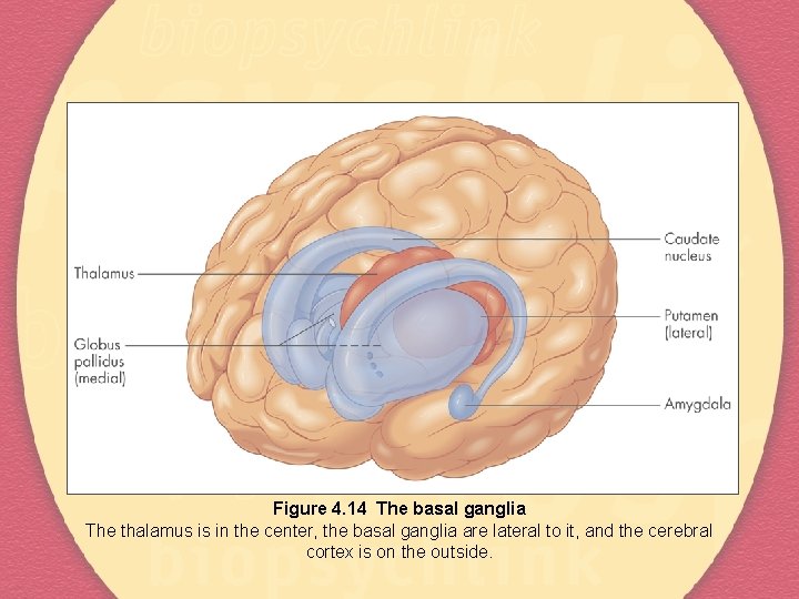 Figure 4. 14 The basal ganglia The thalamus is in the center, the basal