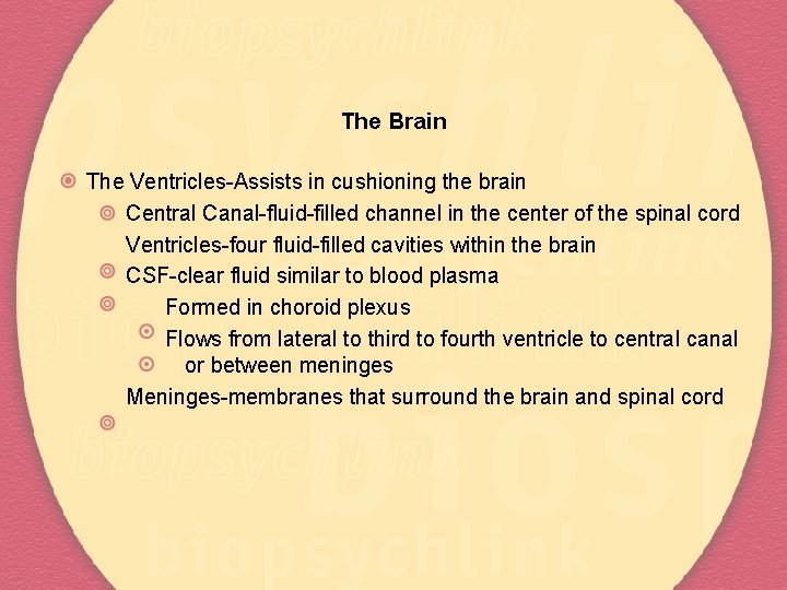 The Brain The Ventricles-Assists in cushioning the brain Central Canal-fluid-filled channel in the center