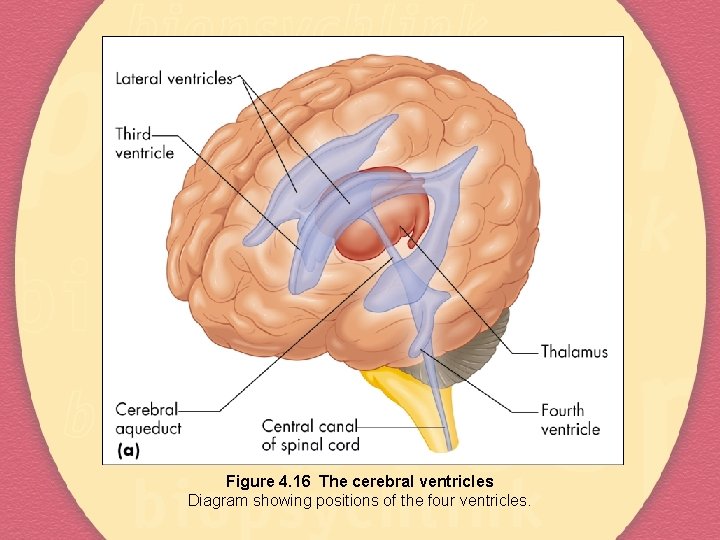 Figure 4. 16 The cerebral ventricles Diagram showing positions of the four ventricles. 