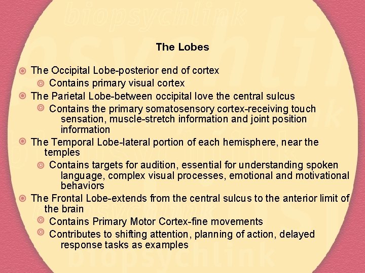 The Lobes The Occipital Lobe-posterior end of cortex Contains primary visual cortex The Parietal