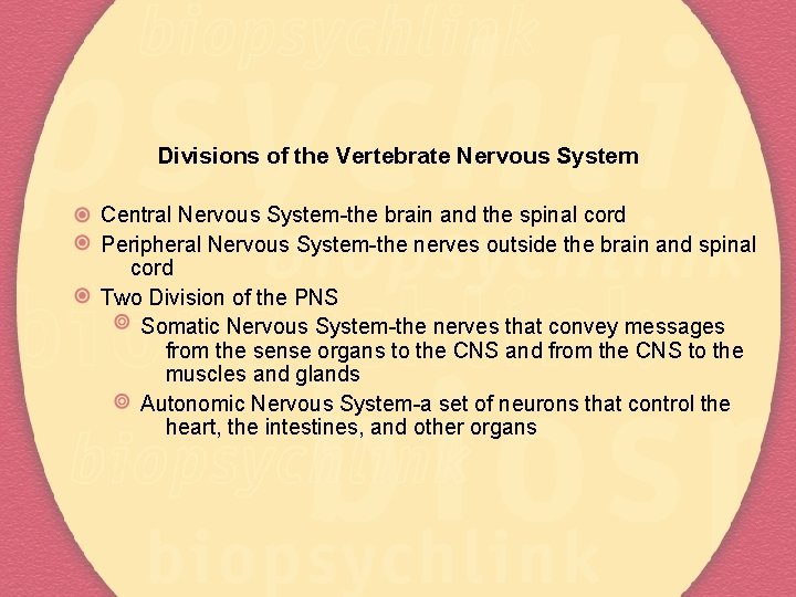 Divisions of the Vertebrate Nervous System Central Nervous System-the brain and the spinal cord