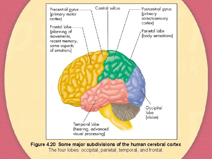 Figure 4. 20 Some major subdivisions of the human cerebral cortex The four lobes: