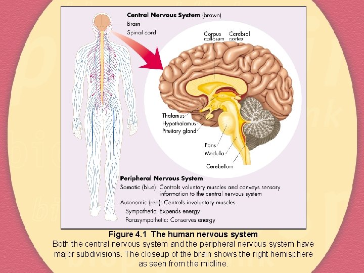 Figure 4. 1 The human nervous system Both the central nervous system and the