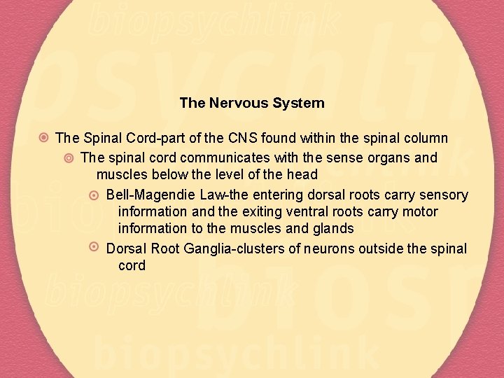 The Nervous System The Spinal Cord-part of the CNS found within the spinal column