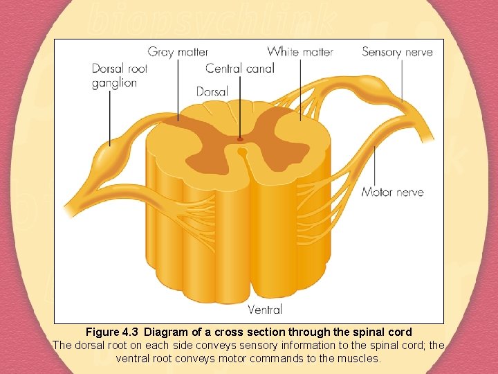 Figure 4. 3 Diagram of a cross section through the spinal cord The dorsal
