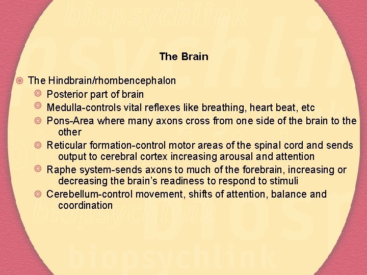 The Brain The Hindbrain/rhombencephalon Posterior part of brain Medulla-controls vital reflexes like breathing, heart