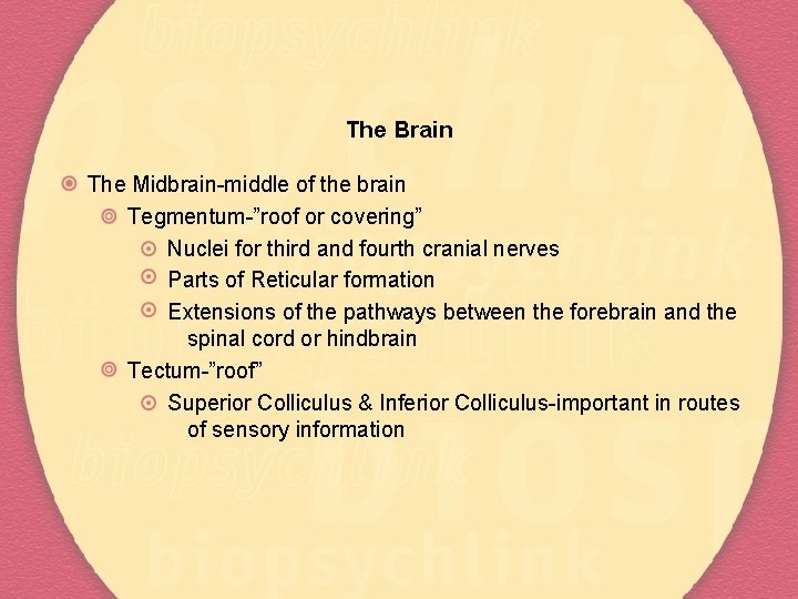 The Brain The Midbrain-middle of the brain Tegmentum-”roof or covering” Nuclei for third and