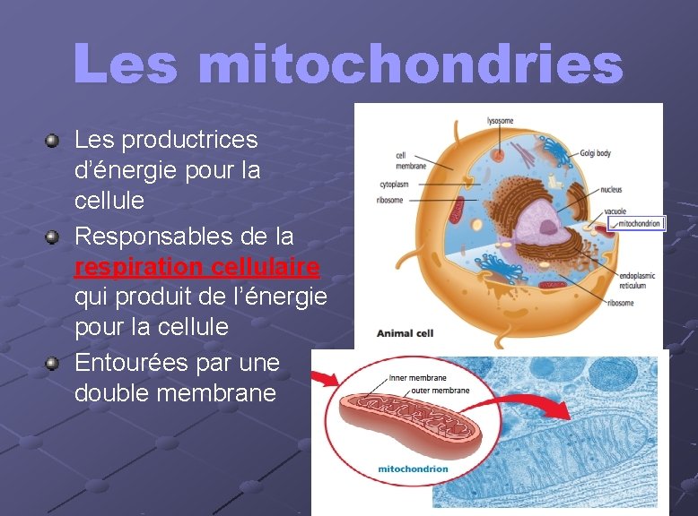 Les mitochondries Les productrices d’énergie pour la cellule Responsables de la respiration cellulaire qui
