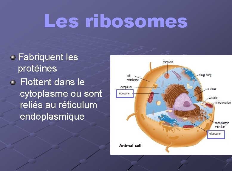 Les ribosomes Fabriquent les protéines Flottent dans le cytoplasme ou sont reliés au réticulum Les ribosomes Fabriquent les protéines Flottent dans le cytoplasme ou sont reliés au réticulum