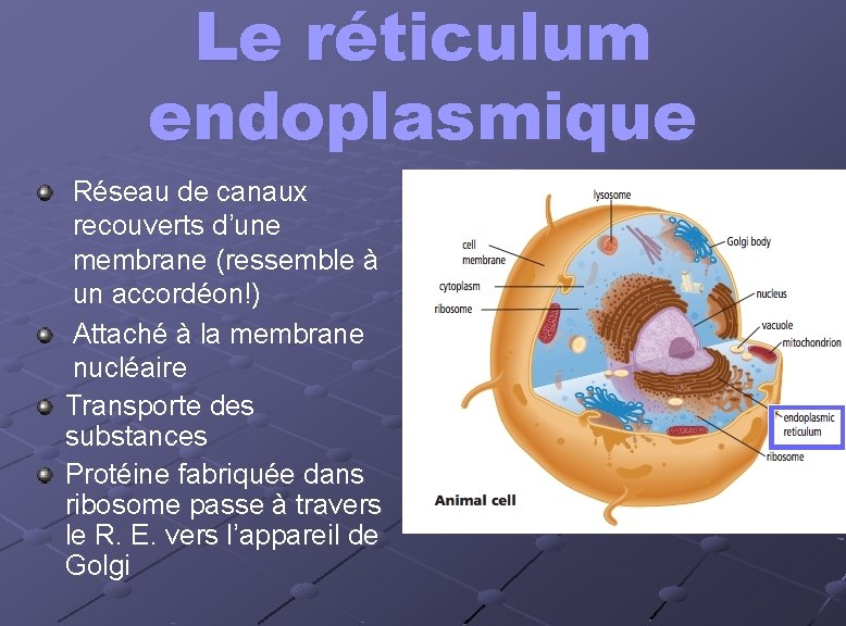 Le réticulum endoplasmique Réseau de canaux recouverts d’une membrane (ressemble à un accordéon!) Attaché Le réticulum endoplasmique Réseau de canaux recouverts d’une membrane (ressemble à un accordéon!) Attaché