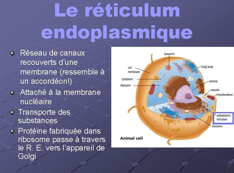 Le réticulum endoplasmique Réseau de canaux recouverts d’une membrane (ressemble à un accordéon!) Attaché