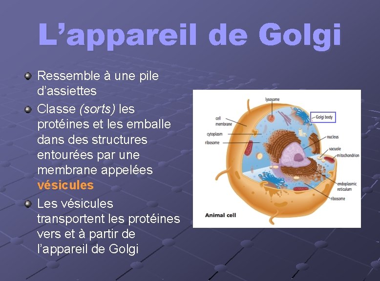 L’appareil de Golgi Ressemble à une pile d’assiettes Classe (sorts) les protéines et les