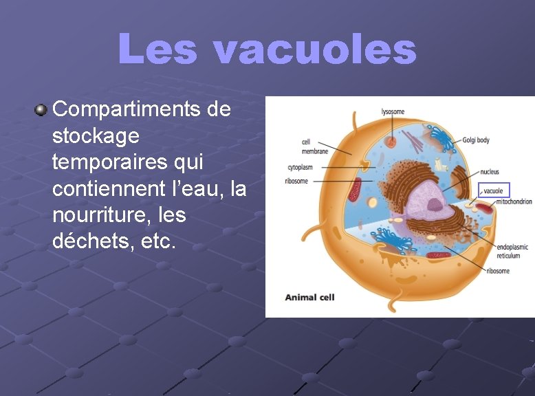 Les vacuoles Compartiments de stockage temporaires qui contiennent l’eau, la nourriture, les déchets, etc. Les vacuoles Compartiments de stockage temporaires qui contiennent l’eau, la nourriture, les déchets, etc.