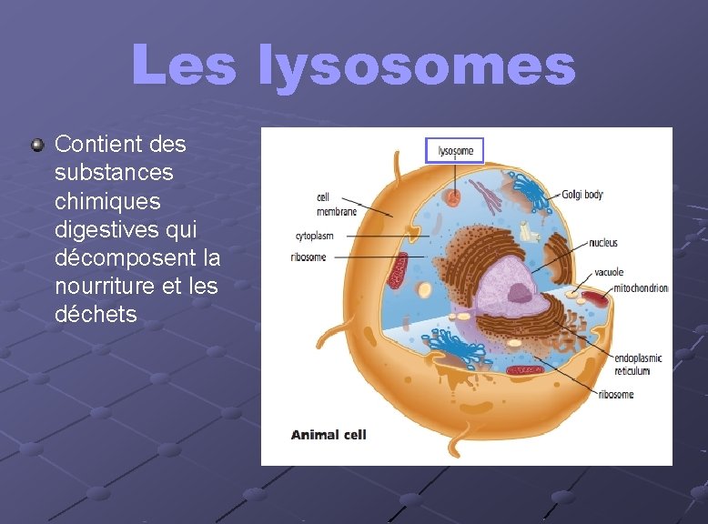 Les lysosomes Contient des substances chimiques digestives qui décomposent la nourriture et les déchets