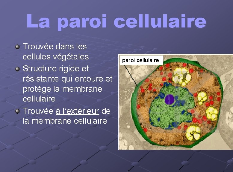 La paroi cellulaire Trouvée dans les cellules végétales Structure rigide et résistante qui entoure La paroi cellulaire Trouvée dans les cellules végétales Structure rigide et résistante qui entoure