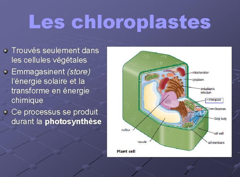 Les chloroplastes Trouvés seulement dans les cellules végétales Emmagasinent (store) l’énergie solaire et la Les chloroplastes Trouvés seulement dans les cellules végétales Emmagasinent (store) l’énergie solaire et la