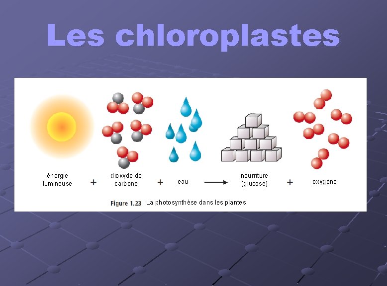 Les chloroplastes énergie lumineuse dioxyde de carbone eau nourriture (glucose) La photosynthèse dans les