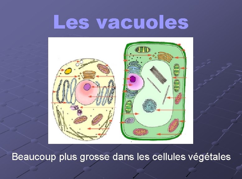 Les vacuoles Beaucoup plus grosse dans les cellules végétales 