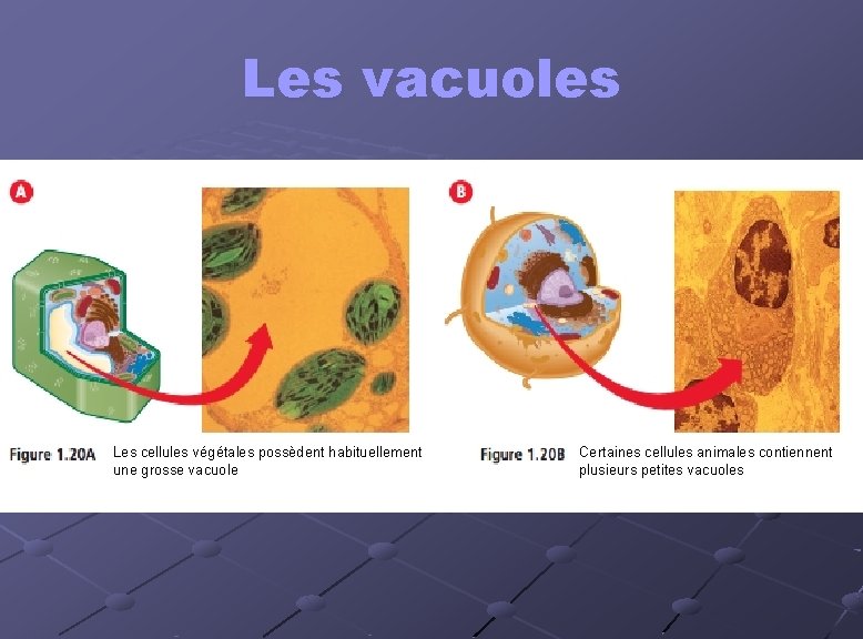 Les vacuoles Les cellules végétales possèdent habituellement une grosse vacuole Certaines cellules animales contiennent