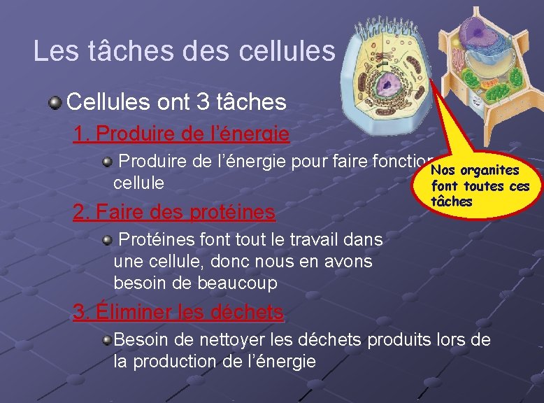 Les tâches des cellules Cellules ont 3 tâches 1. Produire de l’énergie pour faire Les tâches des cellules Cellules ont 3 tâches 1. Produire de l’énergie pour faire