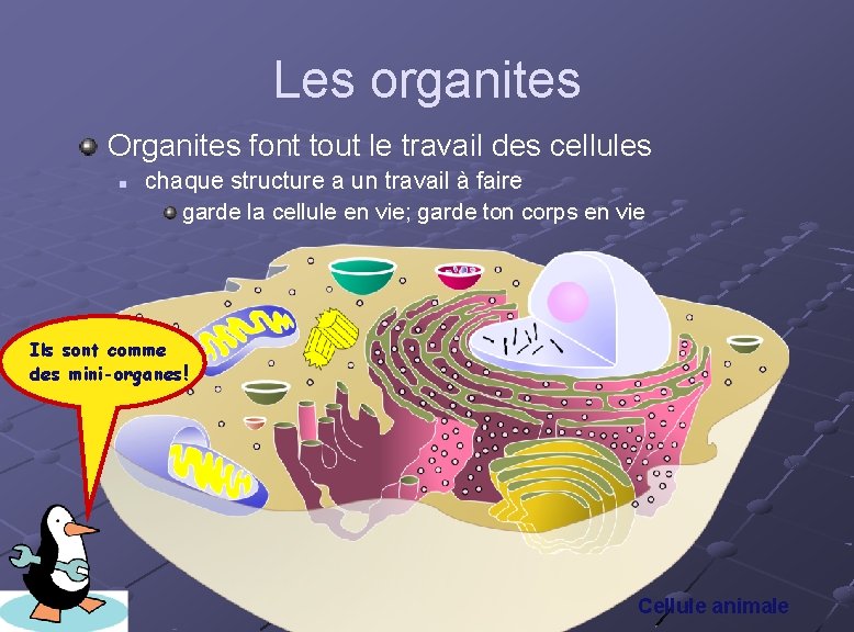 Les organites Organites font tout le travail des cellules n chaque structure a un