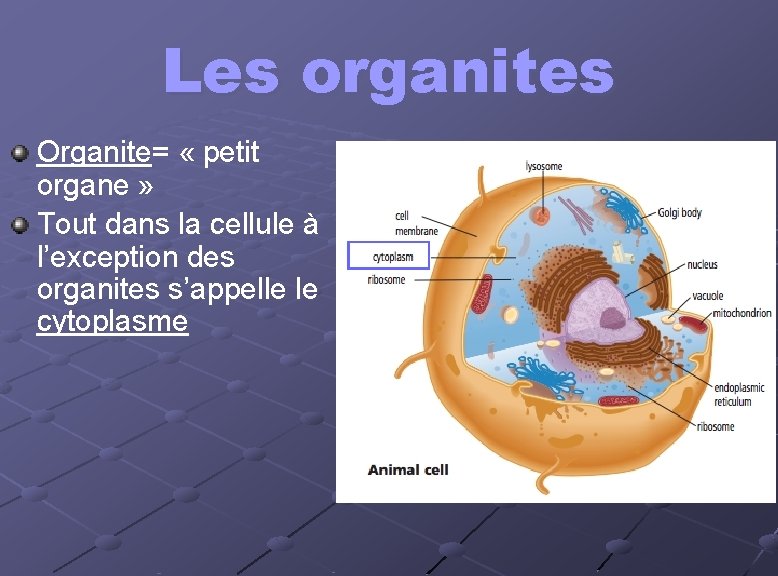 Les organites Organite= « petit organe » Tout dans la cellule à l’exception des