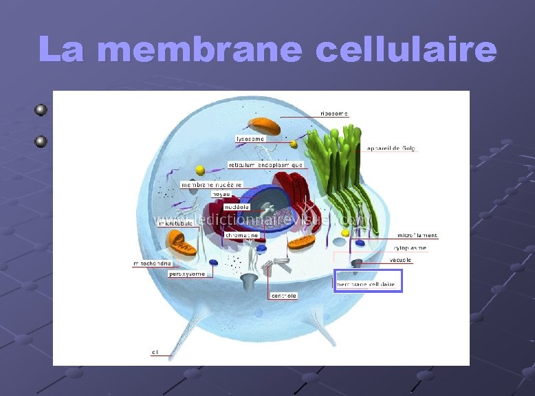 La membrane cellulaire Enveloppe protectrice Contrôle l’entrée des substances importantes et la sortie des