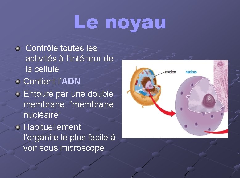 Le noyau Contrôle toutes les activités à l’intérieur de la cellule Contient l’ADN Entouré Le noyau Contrôle toutes les activités à l’intérieur de la cellule Contient l’ADN Entouré