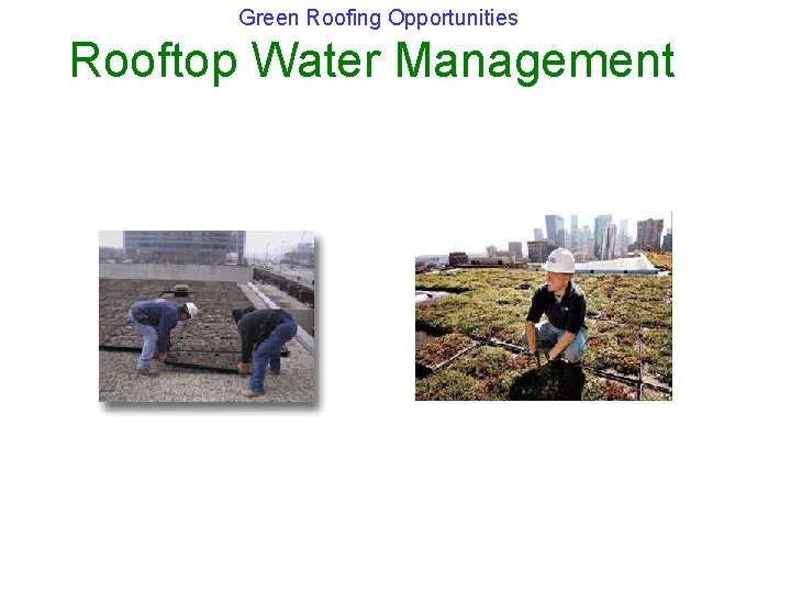 Green Roofing Opportunities Rooftop Water Management 