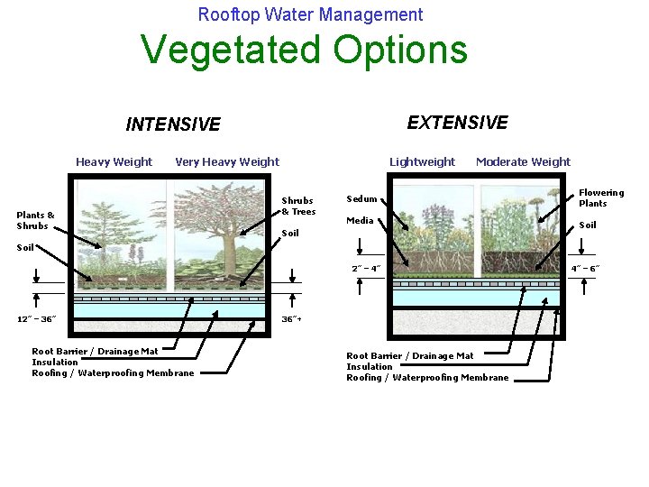 Rooftop Water Management Vegetated Options EXTENSIVE INTENSIVE Heavy Weight Very Heavy Weight Plants &