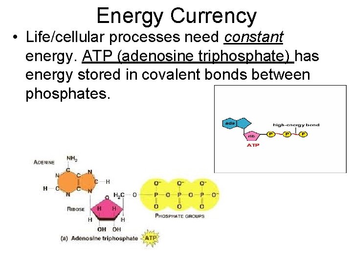 Energy Currency • Life/cellular processes need constant energy. ATP (adenosine triphosphate) has energy stored