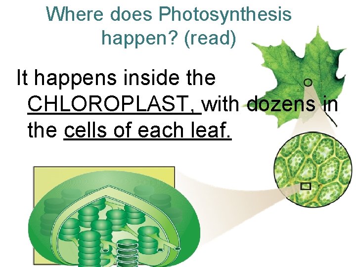 Where does Photosynthesis happen? (read) It happens inside the CHLOROPLAST, with dozens in the