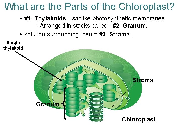 What are the Parts of the Chloroplast? • #1. Thylakoids—saclike photosynthetic membranes -Arranged in