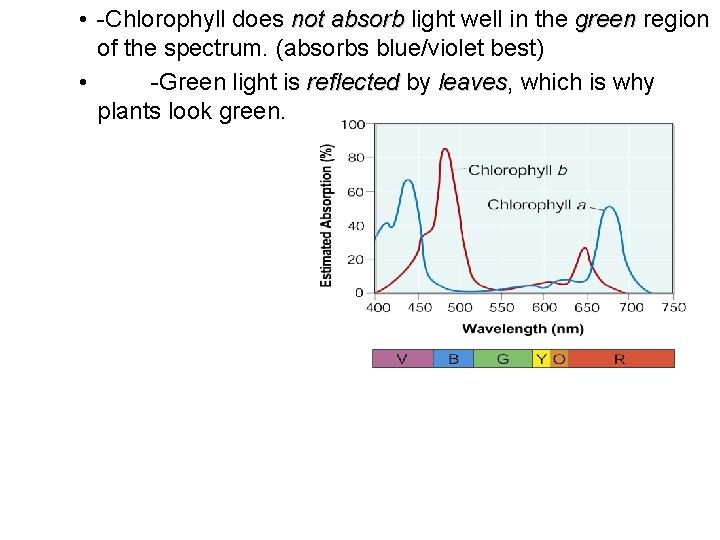  • -Chlorophyll does not absorb light well in the green region of the