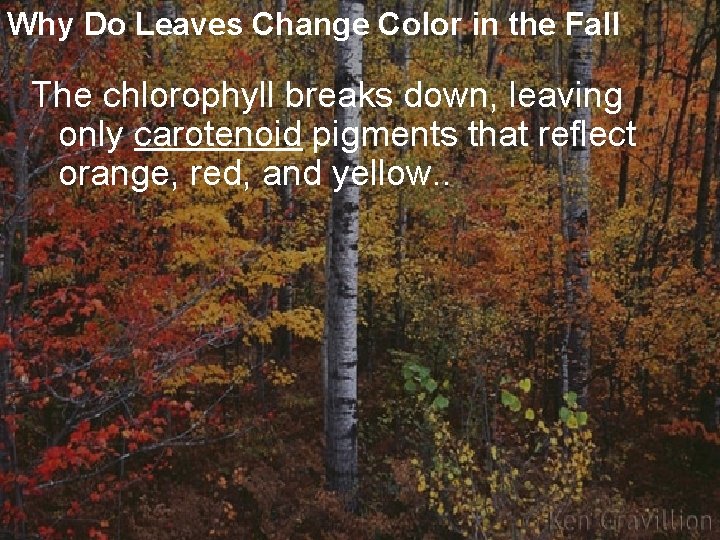Why Do Leaves Change Color in the Fall The chlorophyll breaks down, leaving only