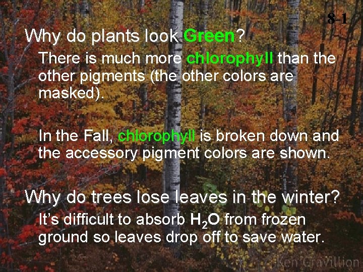 Why do plants look Green? 8 -1 There is much more chlorophyll than the