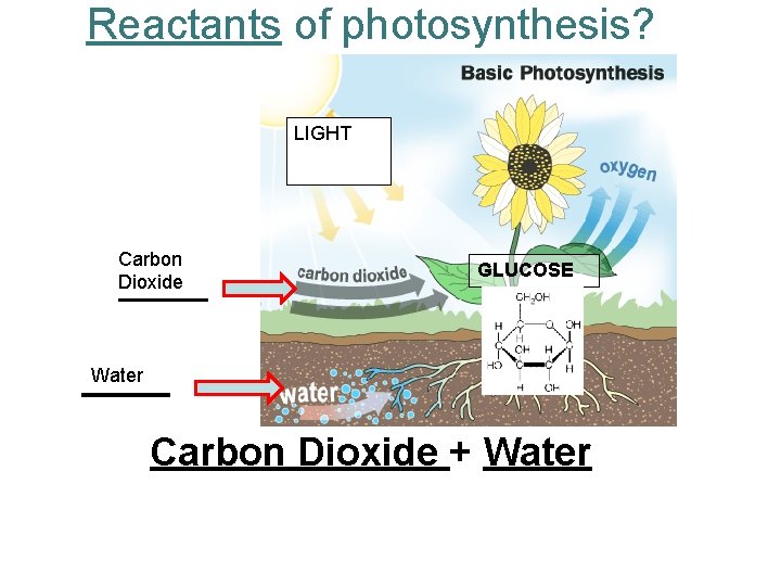Reactants of photosynthesis? LIGHT Carbon Dioxide GLUCOSE Water Carbon Dioxide + Water 