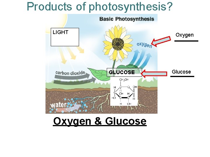 Products of photosynthesis? LIGHT Oxygen GLUCOSE Oxygen & Glucose 