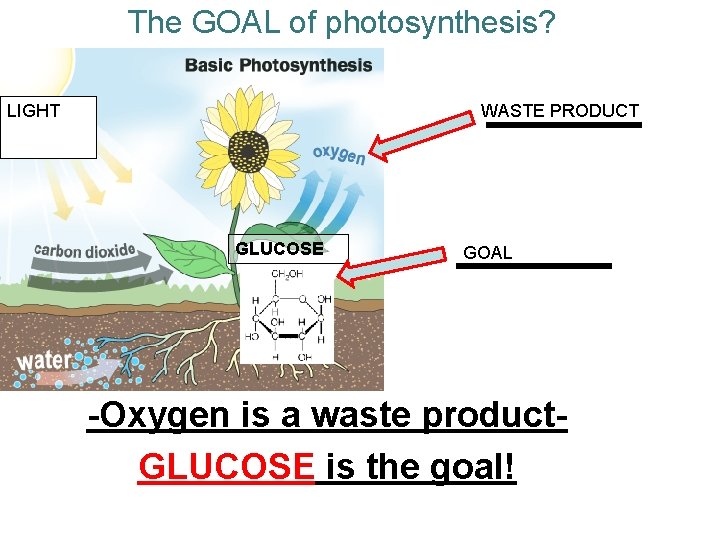 The GOAL of photosynthesis? LIGHT WASTE PRODUCT GLUCOSE GOAL -Oxygen is a waste product.