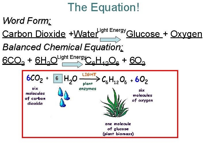 The Equation! Word Form: Light Energy Carbon Dioxide +Water Glucose + Oxygen Balanced Chemical