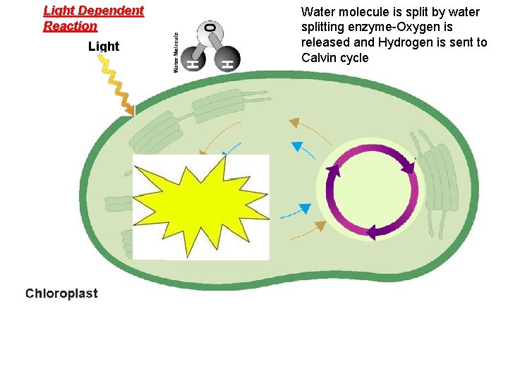 Light Dependent Reaction Water molecule is split by water splitting enzyme-Oxygen is released and