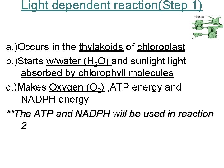 Light dependent reaction(Step 1) a. )Occurs in the thylakoids of chloroplast b. )Starts w/water