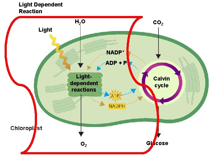 Light Dependent Reaction H 2 O CO 2 Light NADP+ ADP + P Lightdependent