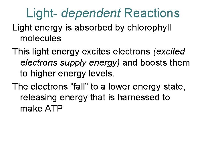 Light- dependent Reactions Light energy is absorbed by chlorophyll molecules This light energy excites