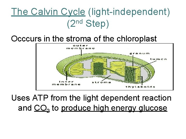 The Calvin Cycle (light-independent) (2 nd Step) Occcurs in the stroma of the chloroplast